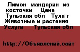 Лимон, мандарин, из косточки. › Цена ­ 220 - Тульская обл., Тула г. Животные и растения » Услуги   . Тульская обл.